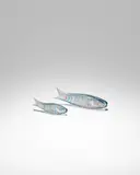 Tyra Lundgren & Ken Scott, Two Rare Pesce