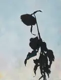 Glenn Sorensen, "Sunflower", 2013, Öl auf Leinwand
