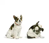 2 Zwergbulldoggen by Meissen, 1924-1934, Porzellan, farbiges und goldenes Dekor, sold Nov 2018