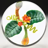 Paul Stankard, Paperweight
