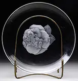 Alexander Joseph von Steuben, Contemporary Camellia Plate