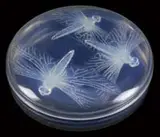 Lalique, Large Covered Powder Jar