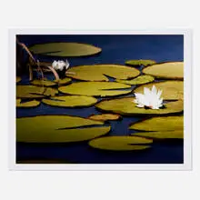Thomas Demand, Study (Waterlilies), 2020, inkjet print