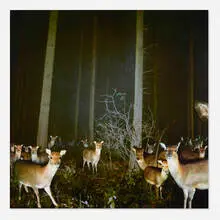 Thomas Huber, Damhirsche, 2004, C-print mounted to aluminum