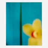 David Seidner, Yellow Orchid with Green Leaf, 1999, cibachrome print mounted to foam board
