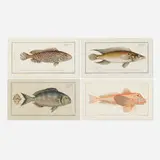 Four works from Ichtyologie, ou, Histoire naturelle, générale et particulière des poissons by Johann Friedrich Hennig, c. 1785, engraving with hand-coloring, sold Jul 2023