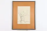 John B. Lear, Male Nude in Tree, MALE NUDE IN TREE, pencil