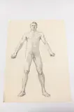 Allyn Cox, Male Nude Study for Archangel Michael, Charcoal on paper