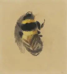 Untitled by Mary Newcomb, coloured pencil and watercolour 22.5 x 20.5cm Provenance: With Crane Kalman Gallery., sold Oct 2022