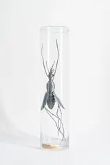 Dana Meyer, Magma Fiebermücke, 2012, Stahlblech und Glaszylinder