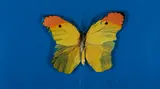 Butterfly by Damien Hirst, Ca. 1997, Offset auf Karton, collagiert, sold Sep 2022