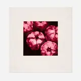 Donald Sultan, Pomegranates (from the Fruits and Flowers III series), 1994, screenprint in colors