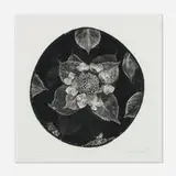 Osamu Saito, Hydrangea, 1993, wood engraving