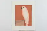 Beth Van Hoesen, Peaches, Aquatint and dry point etching