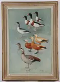 Peter Markham Scott, Ducks, Oil on canvas