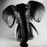 Jean-Baptiste Mondino, Group of Seven Plastic Toy Animal Portraits