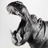 Jean-Baptiste Mondino, Group of Seven Plastic Toy Animal Portraits