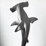 Jean-Baptiste Mondino, Group of Eight Plastic Toy Animal Portraits