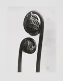 Karl Blosfeldt, Königsfarn (Osmunda), Wedel in der Entfaltung, 1895/1930