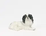 Japanischer Chinhund by Meissen, 1924-1934, Porzellan, farbig staffiert, sold Nov 2022