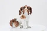 Kleiner Bologneser Hund by Meissen, Porzellan, braun staffiert, sold Jan 2025