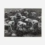 Yoshiyuki Iwase, Seaweed Harvest, 1956, vintage gelatin silver print
