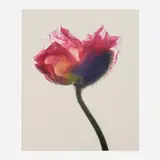 Carol Henry, Rose Poppy I, 2001, Florachrome monoprint