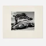 Jeffrey Pine, Sentinel Dome Yosemite National Park, California by Ansel Adams, gelatin silver print, sold Mar 2024