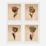 Gordon Cheung, Four works from the Tulipmania series, 2012, archival inkjet print with hand-painting