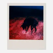 Michal Rovner, Untitled, 1987, unique Polaroid SX-70 print