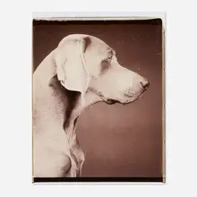 William Wegman, Untitled, unique large-format Polaroid Polacolor print