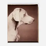 William Wegman, Untitled