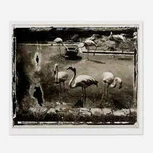 Sarah Moon, Anvers (Antwerp), 1990, gelatin silver print from Polaroid Type 665 Positive/Negative film