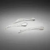 Kiki Smith, Sperms, set of three