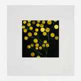 Donald Sultan, Yellow Peppers (from the Fruits and Flowers III series), 1993, screenprint in colors on Arches