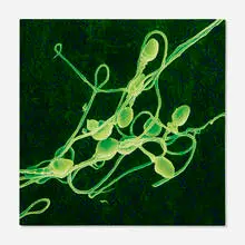 Kymber Holt, Untitled (Green Sperm), 1998, oil on panel