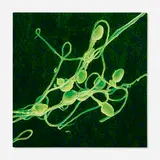 Kymber Holt, Untitled (Green Sperm), 1998, oil on panel