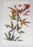 Jeri Eisenberg, Momiji, No. 2 diptych , archival pigment ink on Kozo paper, infused with encaustic medium No. 2 of 12 .