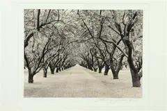 Roman Loranc, Tree Lined Path, Black and white photograph