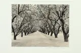 Roman Loranc, Tree Lined Path, Black and white photograph
