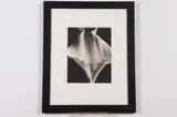 Ryuijie, Flower, Photograph
