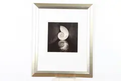 Asoyani, Nautilus Shell, Photograph