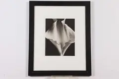Ryuijie, Flower, Photograph