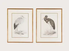 Edward Lear, Untitled, lithograph in colour