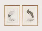 Edward Lear, Untitled