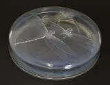 René Lalique (French 1860-1945) by René Lalique, a 'Georgette' opalescent glass box and cover, sold Jul 2022