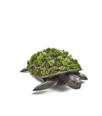 François-Xavier Lalanne, Tortue Topiaire