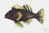 René Gruau, 'Poisson', circa late 1960s