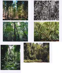 Paradies by Thomas Struth, 2004, Mappe mit 6 pigmentierten Tintenstrahldrucken auf Karton, sold Jun 2023