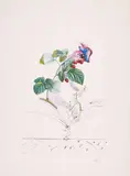 Framboisier (Aus: Flordali Les Fruits) by Salvador Dalí, 1969/70, Farbfotolithografie und Radierung auf Bütten, sold Apr 2023